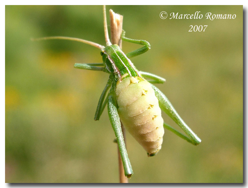 Subadulti di Ortotteri Phaneropteridae parassitati